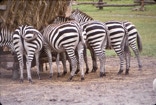 Zebras