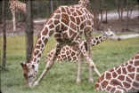 Giraffs