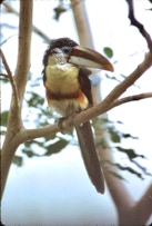 Toucan gives you a look.