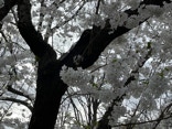 Magnolia flower's white framed by dark tree trunk and branches.