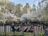 Magnolia blossoms grace playground in Central Park.